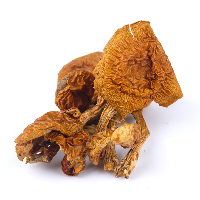 黑龙江滑子菇干货500g滑菇菌菇无根蘑菇煲汤材料一件代发