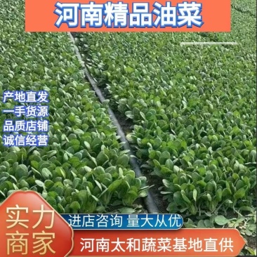 精品大中小颗油菜上海青大量供货量大从优拣货装车一条龙