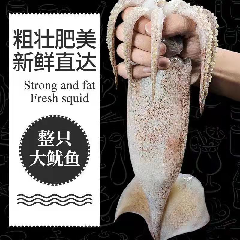 整只冷冻新鲜大鱿鱼商用鱿鱼须鱿鱼头八爪鱼章鱼铁板烧烤火锅