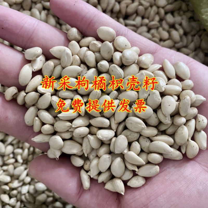 新采枸橘种子枳壳种子枸桔红橘柑橘香橙脐橙籽嫁接砧木树种子