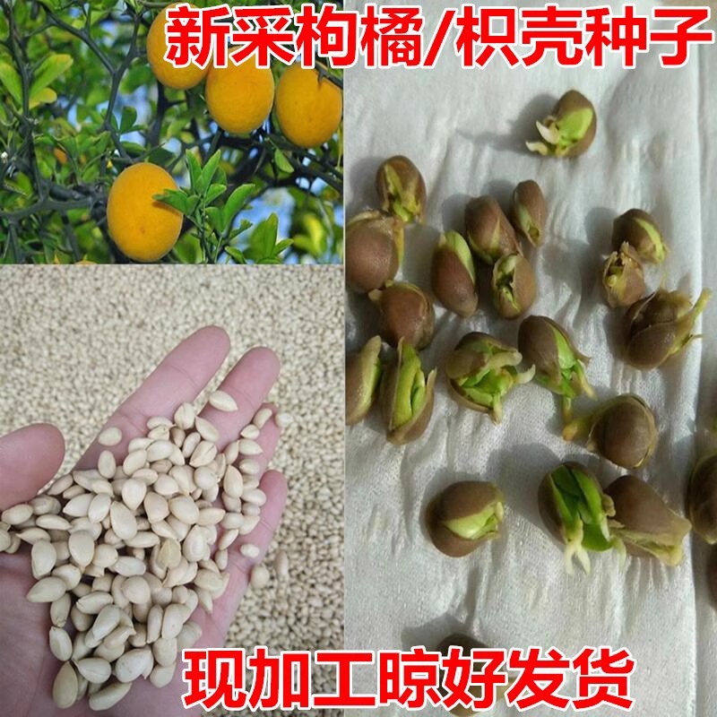 新采枸橘种子枳壳种子枸桔红橘柑橘香橙脐橙籽嫁接砧木树种子
