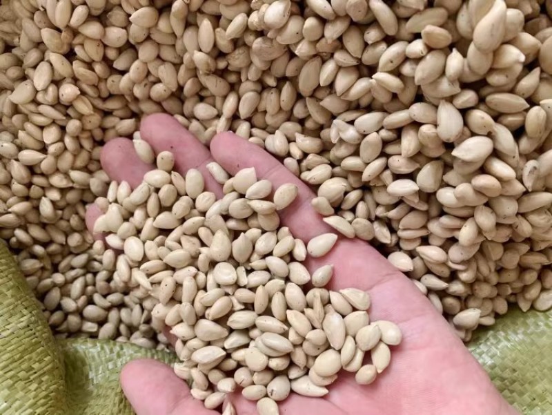 新采枸橘种子枳壳种子枸桔红橘柑橘香橙脐橙籽嫁接砧木树种子