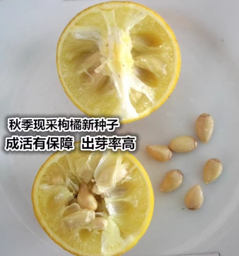新采枸橘种子枳壳种子枸桔红橘柑橘香橙脐橙籽嫁接砧木树种子