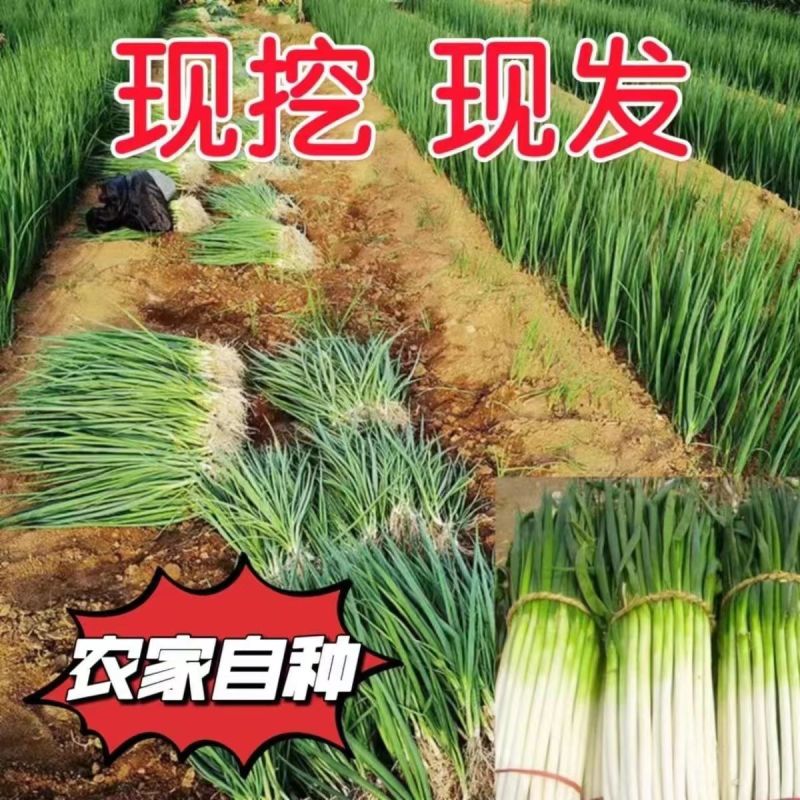 2023年头茬铁杆大葱，长白大葱产地直发！质量保证！