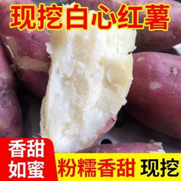 商薯19大上市！产地直发！2023年头茬当天采摘