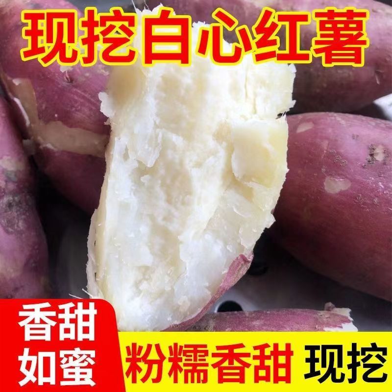 商薯19大上市！产地直发！2023年头茬当天采摘
