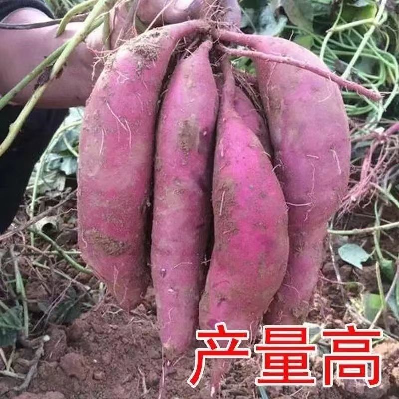 商薯19大上市！产地直发！2023年头茬当天采摘