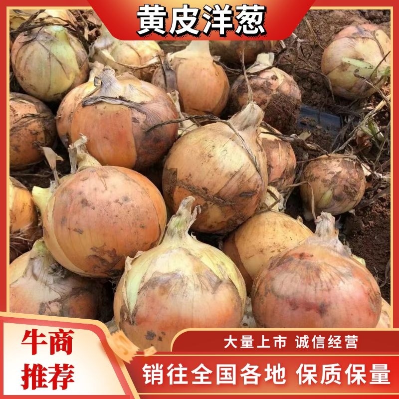 精品红洋葱精品黄皮洋葱大量上市货源充足全国发货欢迎来