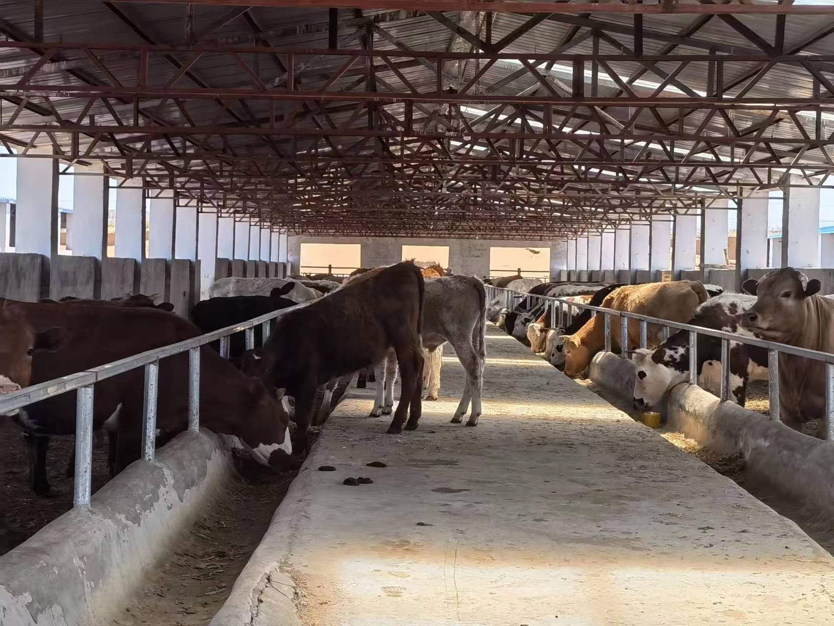 现代化肉牛养殖场内部场景