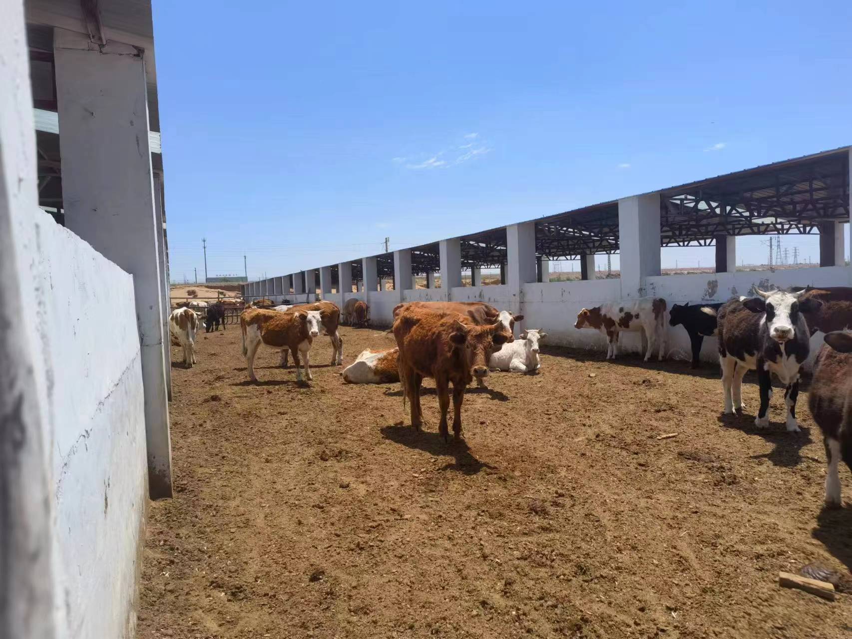 一个大型开放式肉牛育肥场,多头西门塔尔牛在水泥地面上休息和进食,圈舍顶部安装有喷淋管道,正在进行喷雾降温作业,背景可见风扇运转,地面湿润但无积水 配备喷淋系统的开放式肉牛育肥圈舍