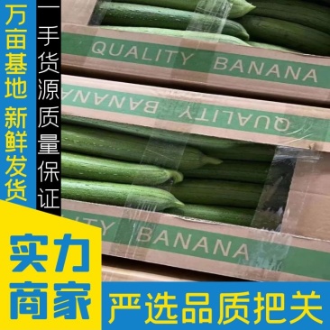 实力淮安精品油皮丝瓜现摘现发对接商超电商市场江苏产地