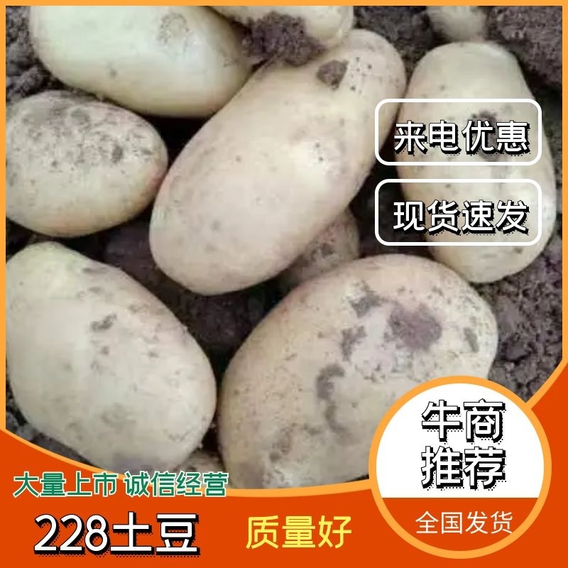 精选228土豆甘肃马铃薯沃土土豆大量供应全国市场商超电商