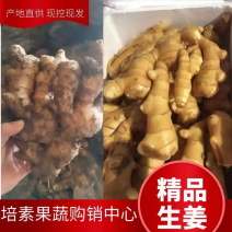 山东小黄姜大黄姜常年供应，货源充足，按质量规格论价