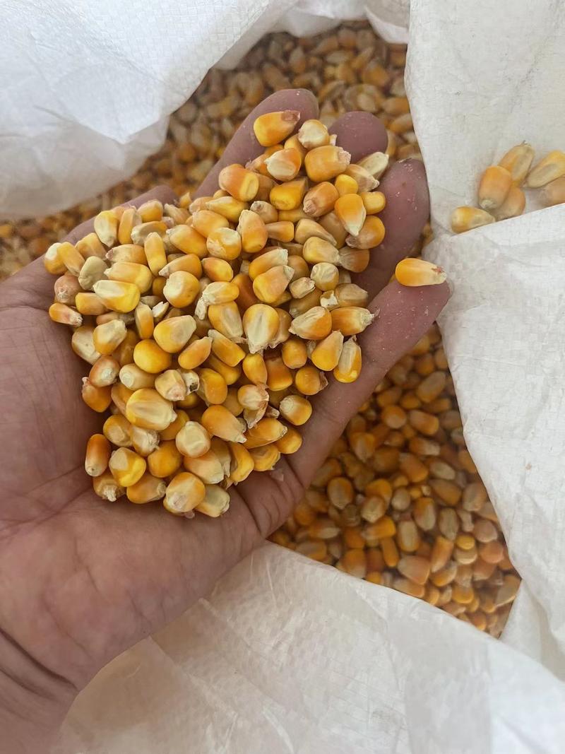 【推荐】山东膨化玉米粉高糊化低毒素质量保证欢迎咨询