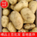 【实力商家】山东V七荷兰十五土豆供应之中货源充足质量保证