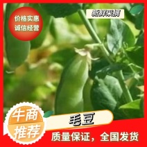 安徽芜湖【毛豆】四季豆大棚露天人工采摘诚信经营。