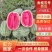 热销【徐哥】新彊金城5号西瓜个头大甜度高，全国代发