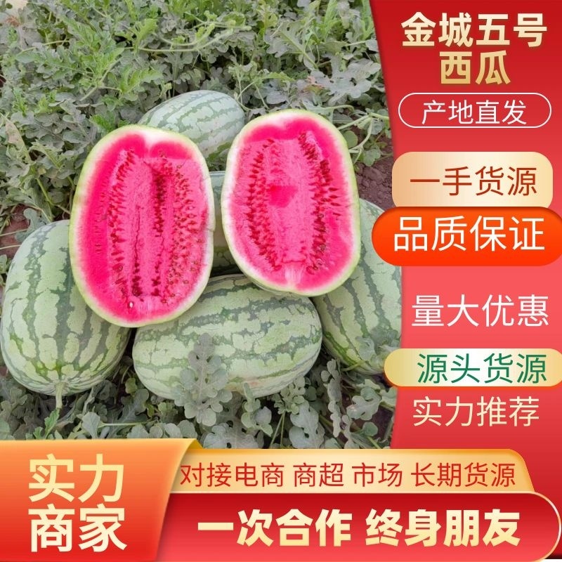 热销【徐哥】新彊金城5号西瓜个头大甜度高，全国代发