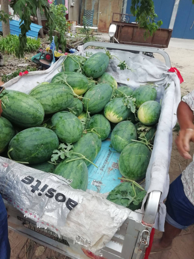 龙卷风西瓜河南陆地西瓜产地直发量大优惠品质保障
