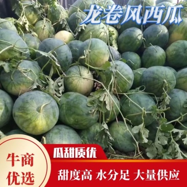 精品龙卷风西瓜，产地直销，一手货源。品质保证。