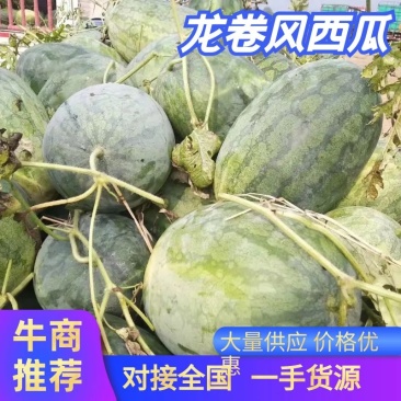龙卷风西瓜河南陆地西瓜产地直发量大优惠品质保障