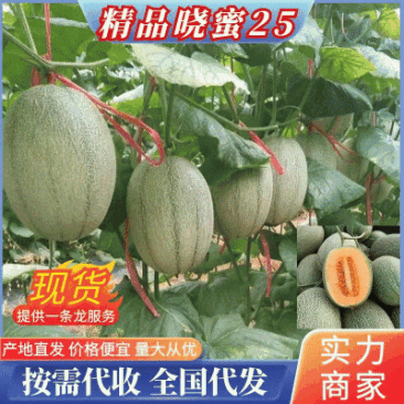 晓蜜25号《实力》商丘夏邑县哈密瓜现货大批量供应
