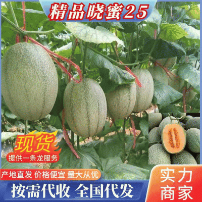 晓蜜25号《实力》商丘夏邑县哈密瓜现货大批量供应
