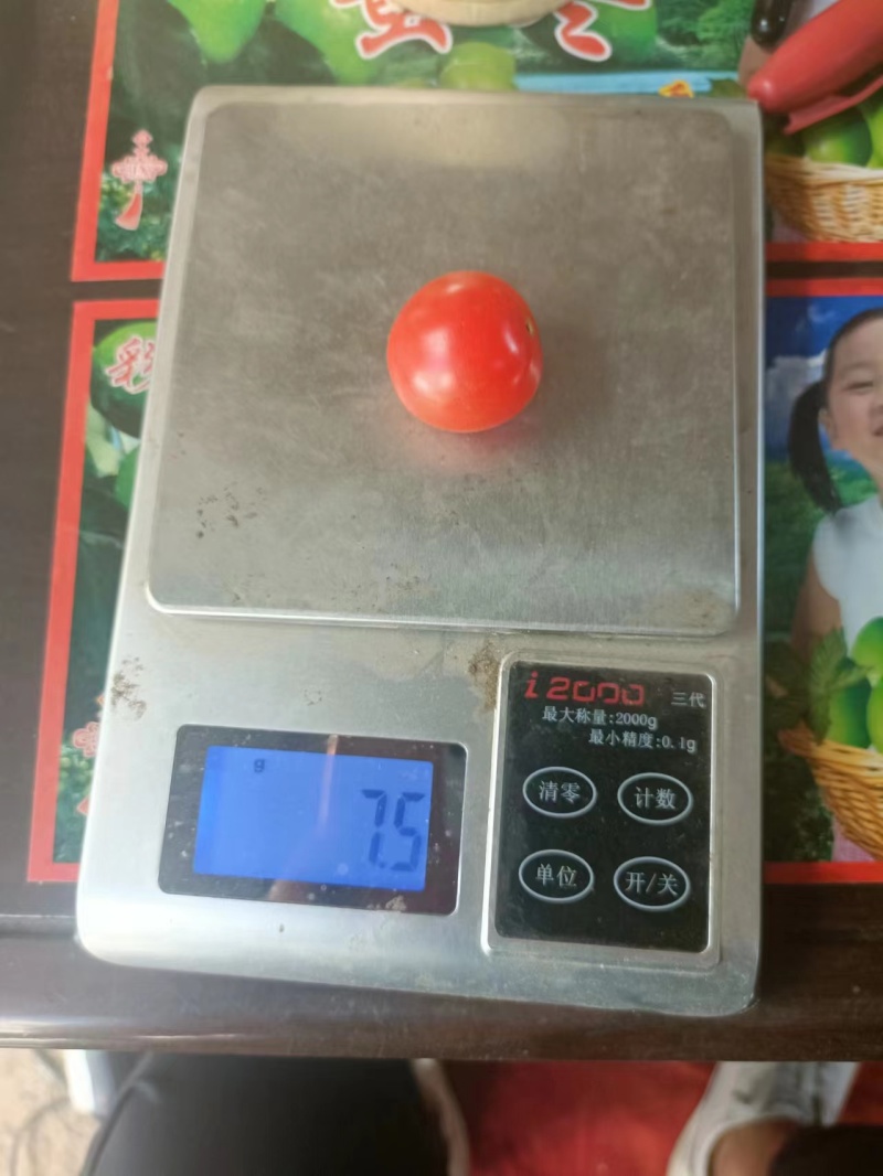【圣女果】元谋釜山88圣女果常年供应品质保证量大从优