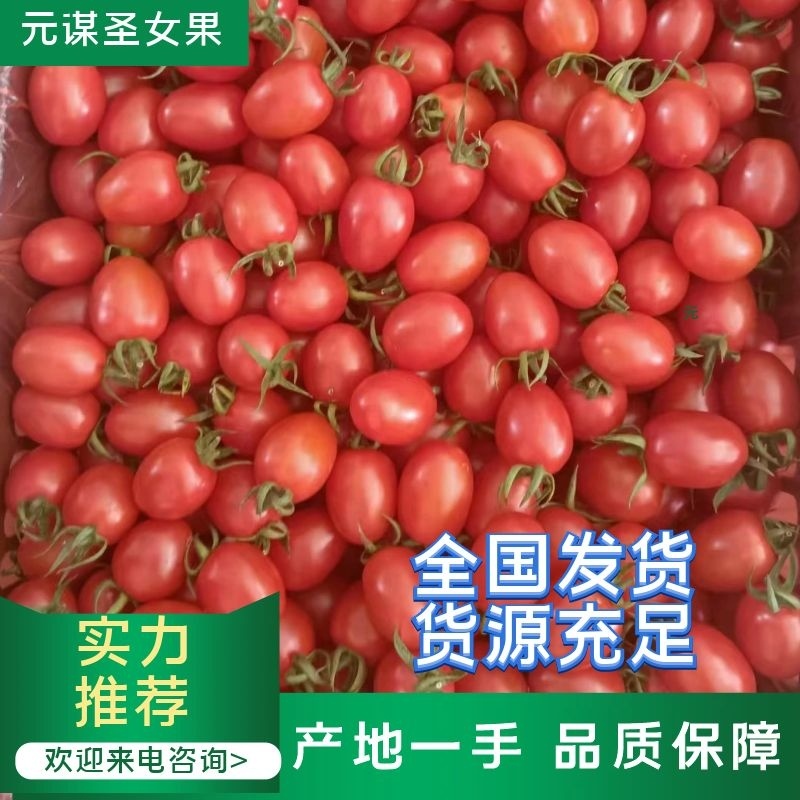 【圣女果】元谋釜山88圣女果常年供应品质保证量大从优