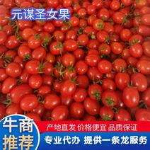 【圣女果】元谋小西红柿春桃西红柿产地直发对接全国市场