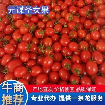 【圣女果】元谋小西红柿春桃西红柿产地直发对接全国市场