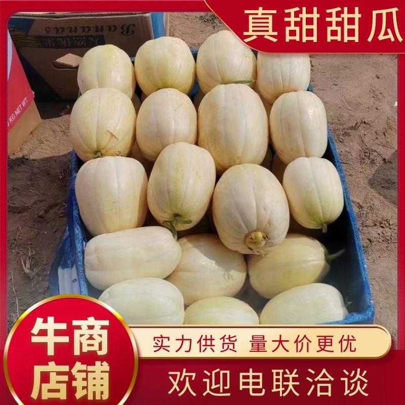 山西真甜甜瓜大量上市品质保证一手货源量大从优