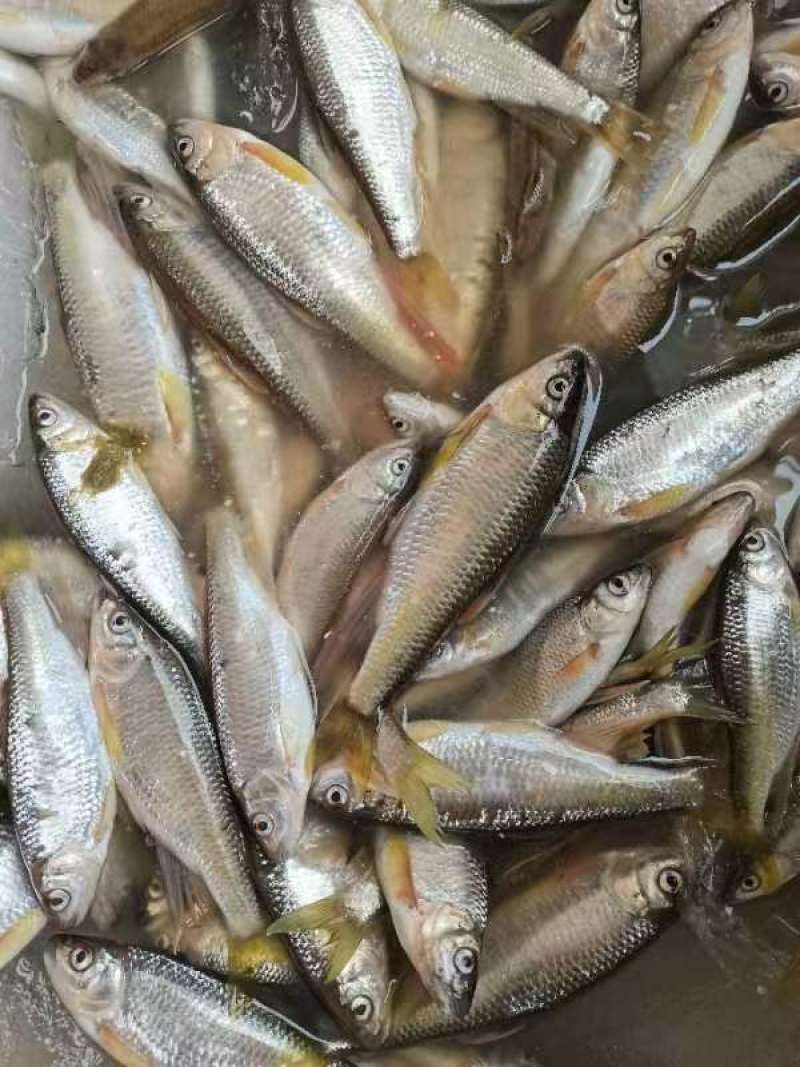 【优质推荐】马口鱼干一手货源诚信经营全过可发