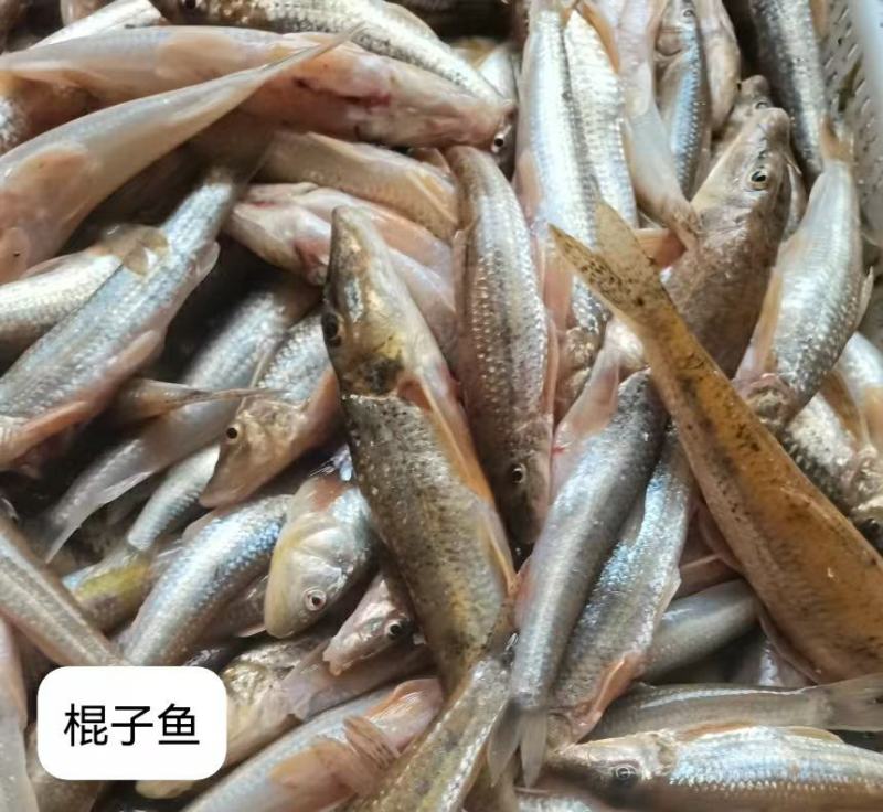 【热卖推荐】棍子鱼干高品质一手货源产地直供