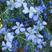 蓝花亚麻花种子室内外盆栽庭院花坛四季播易活多年生蓝紫花卉