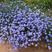 蓝花亚麻花种子室内外盆栽庭院花坛四季播易活多年生蓝紫花卉