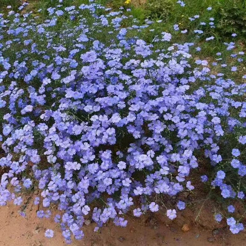 蓝花亚麻花种子室内外盆栽庭院花坛四季播易活多年生蓝紫花卉