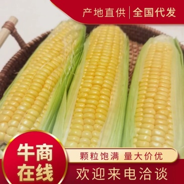 【推荐】水果玉米，太阳花，甜玉米，接全国客商