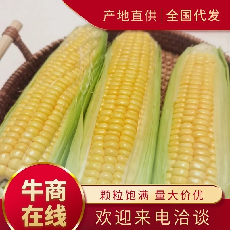 【推荐】水果玉米，太阳花，甜玉米，接全国客商