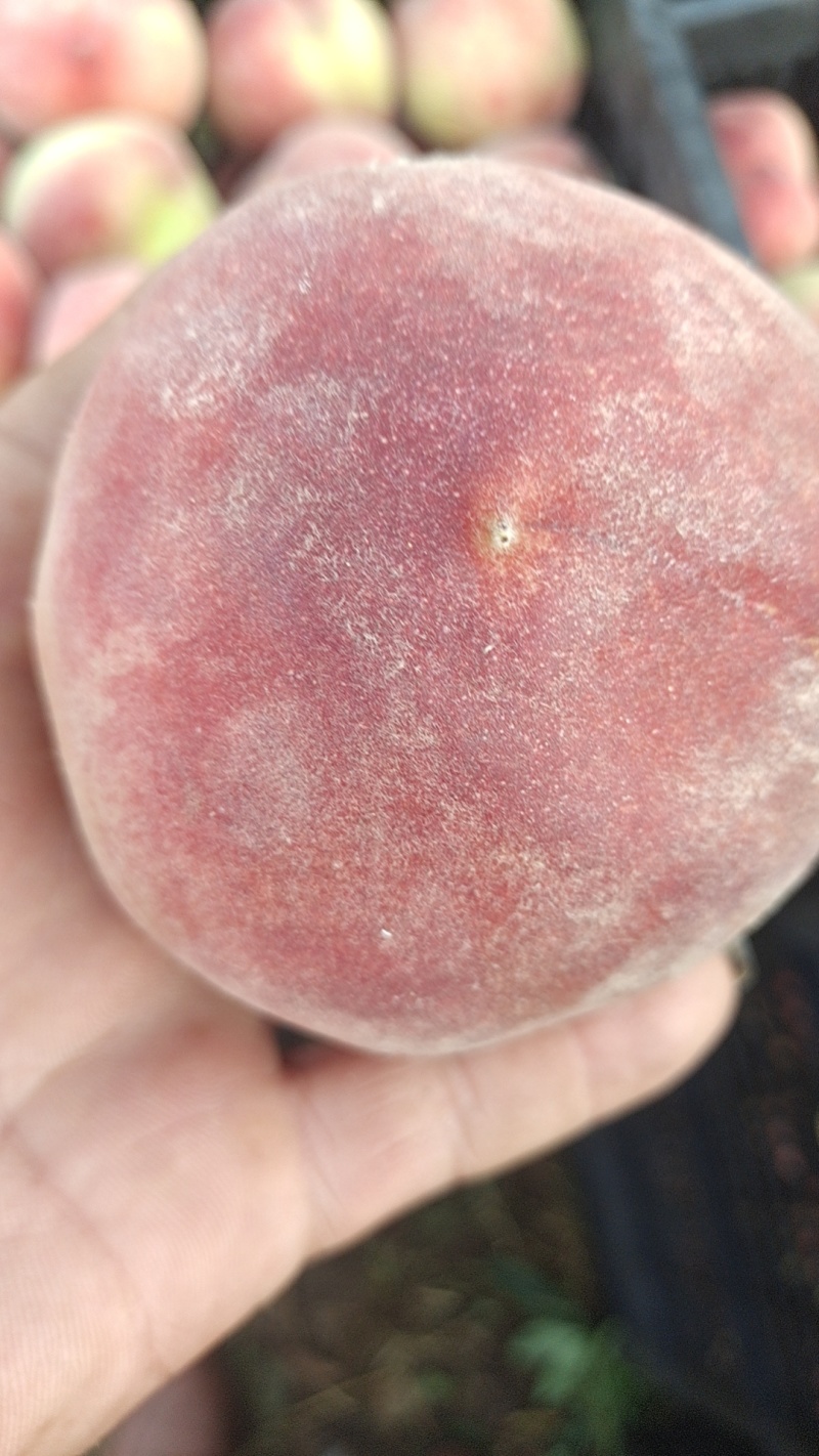【牛商推荐】河南精品突围桃质量保证大量上市中