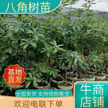 【大杯苗】八角树苗基地供货罗马品种量大从优欢迎来电