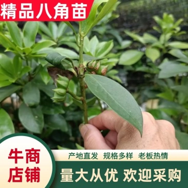 广西八角树苗嫁接八角苗基地供货易成活规格多样欢迎采购