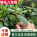 广西八角树苗嫁接八角苗基地供货易成活规格多样欢迎采购
