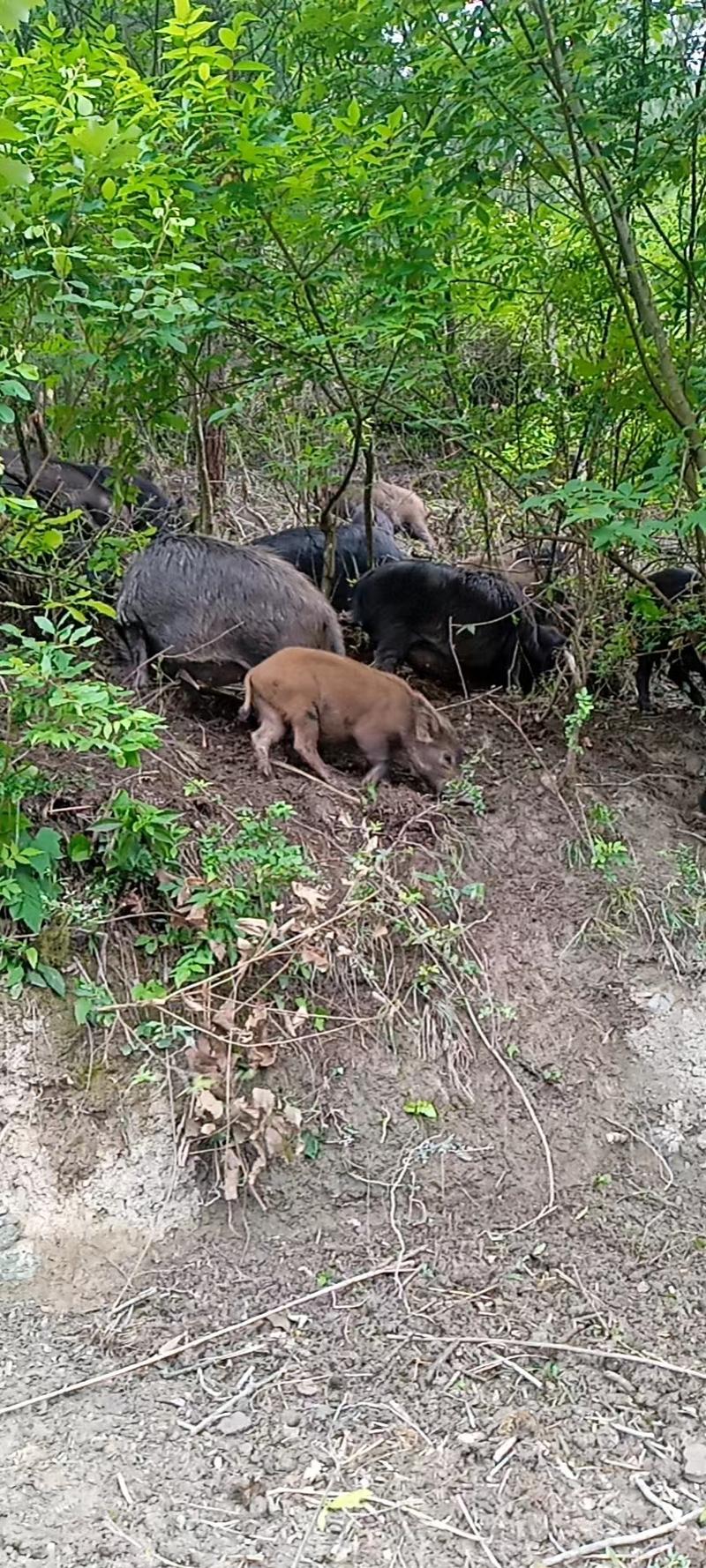 贵州香猪黄平藏香猪产地直供视频看货欢迎来电咨询订购