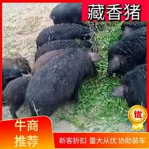 贵州香猪黄平藏香猪产地直供视频看货欢迎来电咨询订购