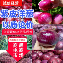【精选】红皮紫皮洋葱，二红半高桩，80以上货源足价低