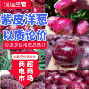【甄选】红皮洋葱，紫皮二红半高桩，80以上，代发全国