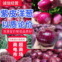 【甄选】红皮洋葱，紫皮二红半高桩，80以上，代发全国