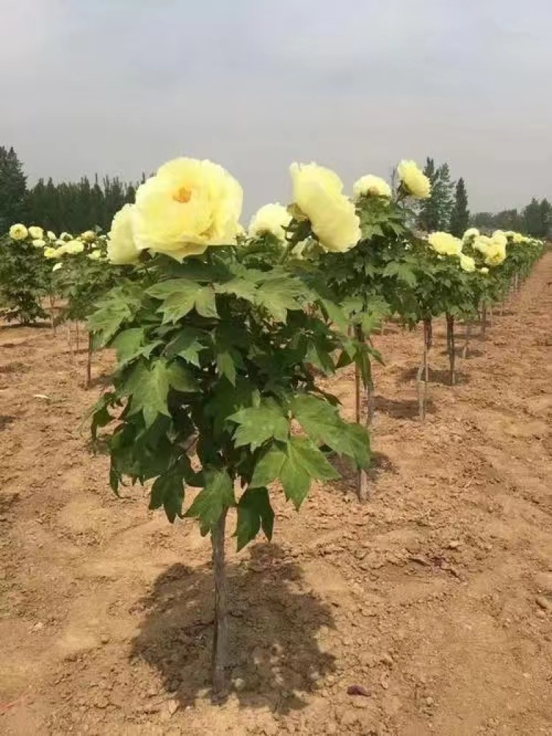 皇冠独杆大花牡丹品质好提供技术指导
