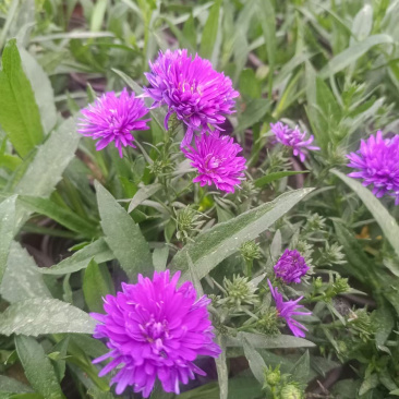丹麦翠菊批发基地